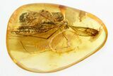 Large Fossil Crane Fly (Tipulidae) In Baltic Amber #296890-1